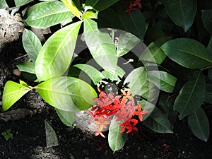 Top view of red flowers (Ixora chinensis) highlighted by a sunray.