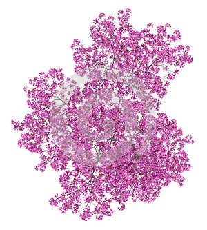 Top view of red lapacho tree isolated on white