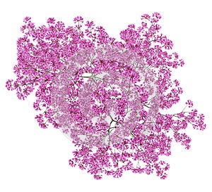 Top view of red lapacho tree isolated on white