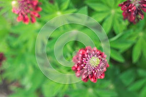 Top view of red lupin blossom, lupine flower in the garden. space for text