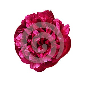 Top view of red peony flower