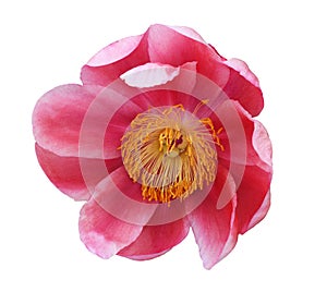 Top view of red peony flower