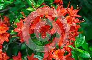 Top view of Red Peruvian Lily Flowers. Alstroemeria