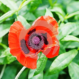 Top view of red poppy flower close up