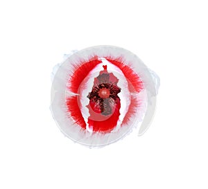 Top view red poppy flower with white edge blooming isolated on white background and clippingpath