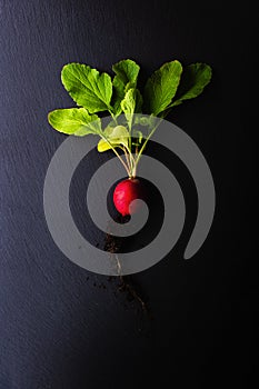 Top view of a red radish with roots and bright green leaves on a black slate plate. Fresh vegetables for healthy nutrition.