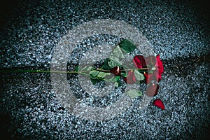 Top view of the red rose on the ground - great for wallpapers