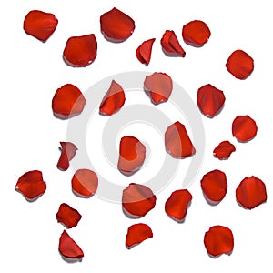 Red rose petals isolated on a white background. photo