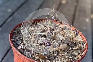 Top view red Russian kale pot on wooden deck with leaves damaged by caterpillar insect