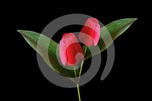 Top view, Red tulips flower blossom isolated on black background for design or stock photo, illustration, tropical summer plant,