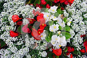 Top view of red and white street flowers with green leaves