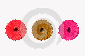 Top view, Red yellow pink color gerbera flower blossom blooming isolated on white background for stock photo, house plants, spring
