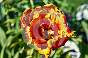 Top view of a red and yellow tulip flower with a blurred green background