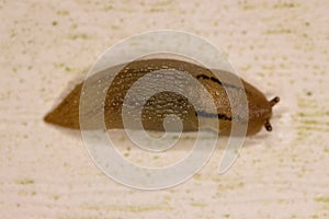 Top view of reticulate taildropper snail