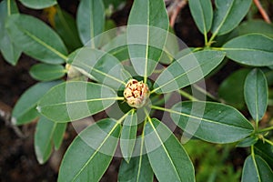 Top view of Rhododendron Catawbiense bud