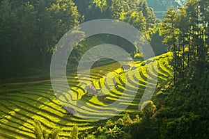 Top view of Rice terraced fields on Mu Cang Chai District, YenBai province, Northwest Vietnam photo