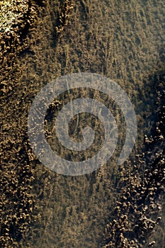 Large amount of water weed