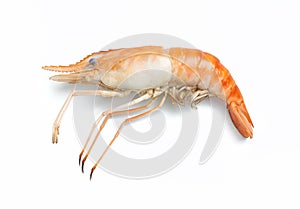 Top view of river prawns on white background