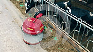 Top view of a robot shoving hay to the cows