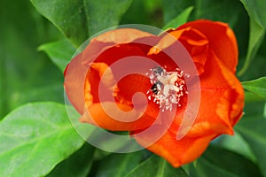 Top view of Rose cactus or Wax Rose flower.