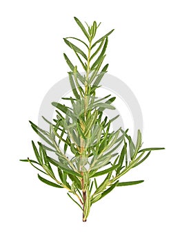 Top view of Rosemary isolated on white backgruond photo