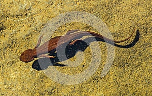 Top view of a rough-skinned or roughskin newt, taricha granulosa, swimming underwater in Trillium Lake, Oregon