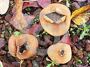 Top view of round mushrooms puffball