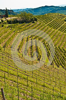 Top view of rows of ready to harvested, Moscato grapes, Piedmont region of Italy
