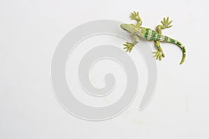 Top view of the rubber lizard toy isolated on a white background