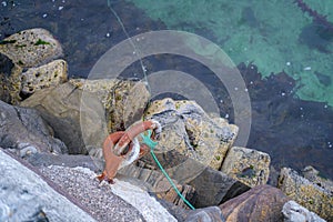Top view of a rusty rappel ring with a rope on a rocky pier photo