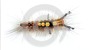 Top view of rusty tussock moth caterpillar