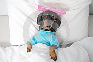 Top view on sad dachshund dog, black and tan, lie in bed with high fever temperature, ice bag on head, covered by a blanket,