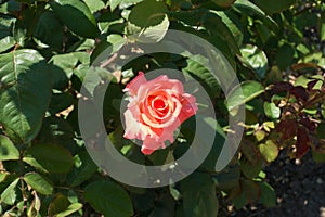 Top view of salmon pink flower of rose