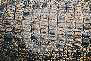 Top view of Saltwater crocodile top skin Crocodylus porosus or Buaya muara or Indo Australian crocodile or Man-eater crocodile.