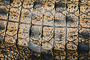 Top view of Saltwater crocodile top skin Crocodylus porosus or Buaya muara or Indo Australian crocodile or Man-eater crocodile