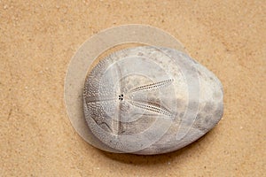 Top view of sand dollar sea urchin on sandy beach