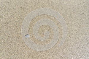 Top view of Sand with sea shell for background