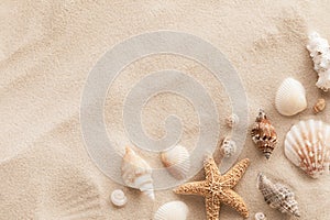 Top view of a sandy beach with collection of seashells and starfish as natural textured background for aesthetic summer design