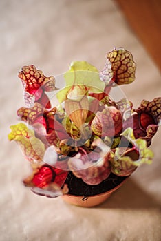 Top view of Sarracenia- carnivore plant