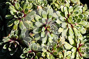 Top view of Saxifraga, succulent evergreen plants for perennial groundcover