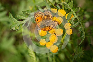 Top view of the scarce copper butterfly