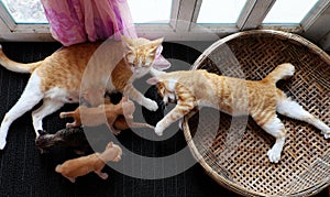 Top view family animal with mother cat breastfeeding four newborn kitty when cat sister playing alone