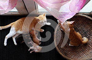 Top view family animal with mother cat breastfeeding four newborn kitty when cat sister playing alone