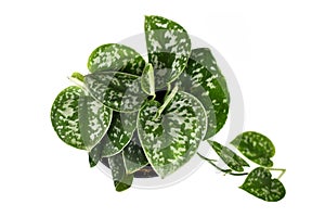Top view of `Scindapsus Pictus Argyraeus` tropical house plant, also called `Satin Pothos` with velvet texture and silver spots