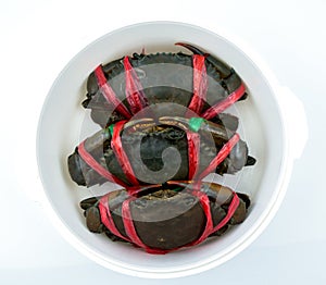 Top view of Scylla serrata. Three fresh crabs are tied with red plastic ropes and arranged in a neat rows in steaming container.