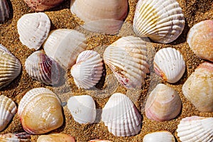Top view on sea shells on sand