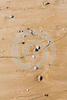 Sea shells on the sand of a beach
