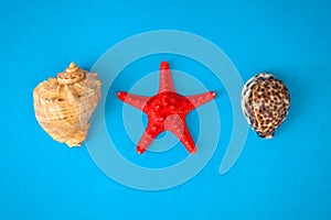 Top view sea shells and starfish r