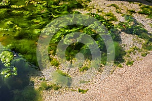 Top view of sea shore with Green algae Tina in water. bright natural background photo