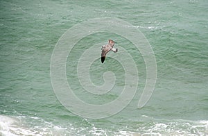 Top view of a seagull flying over the water along the seashore